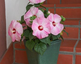 Hot Pink Hardy Hibiscus Seeds - Attracts Hummingbirds