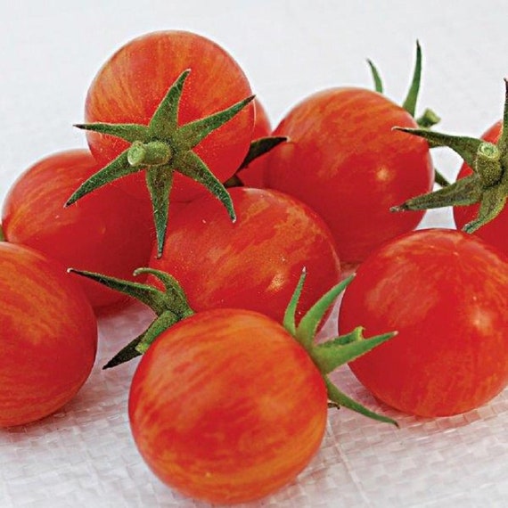 品多く 25 Tomato Seeds Sparky Cherry Tomatoes F1 Hybrid New Variety ギター