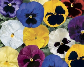 May include: A collection of colorful pansies with various shades of blue, yellow, purple, white, and red. The pansies have a distinctive heart-shaped pattern in the center of each flower.