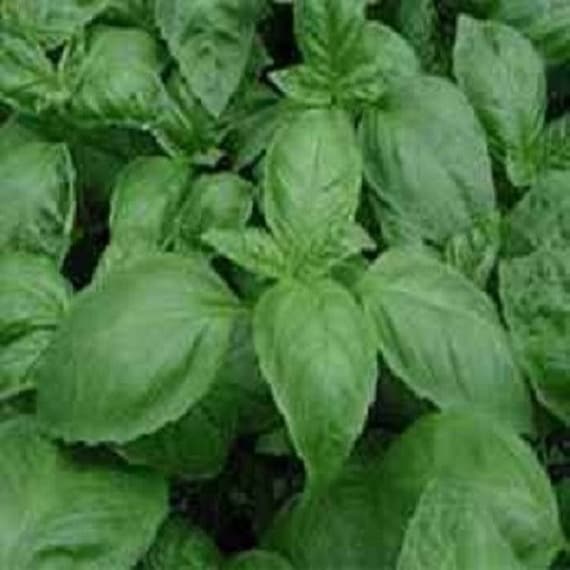 5000 Seeds Large Basil Herb Greek