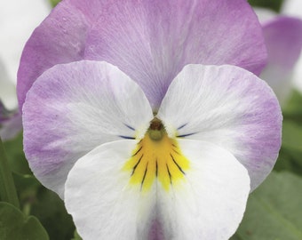 Viola Seeds Viola Deltini Rose Pink 50 Seeds Scented Viola