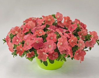 BIN#2R7D4 Bulk Petunia Seeds Success Salmon 100 Petunia Pelleted Seeds