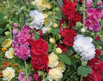 50 Seeds Hollyhock Alcea Chater Double Mix Holly Hock Seeds