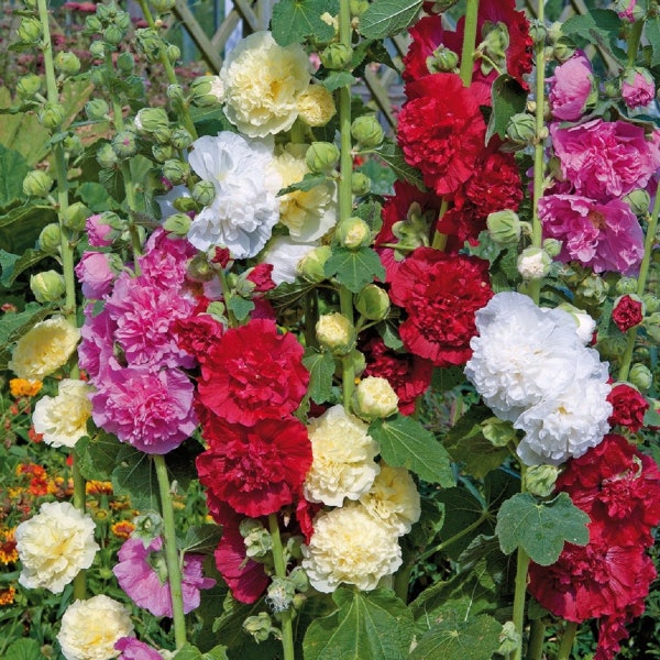 50 Seeds Hollyhock Alcea Chater Double Mix Holly Hock Seeds