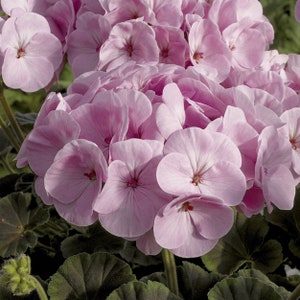 BIN1D#2 Geranium Seeds Geranium Bullseye Light Pink 100 Bulk Seeds F1 Hybrid