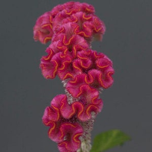 Celosia Seeds 25 Pelleted Seeds Celosia Neo Pink Cut Flower Seeds
