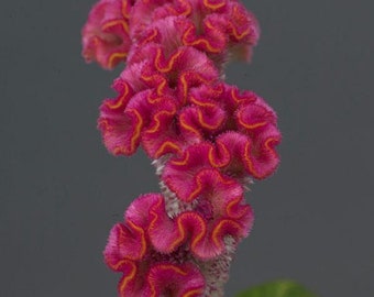 Celosia Seeds 25 Pelleted Seeds Celosia Neo Pink Cut Flower Seeds