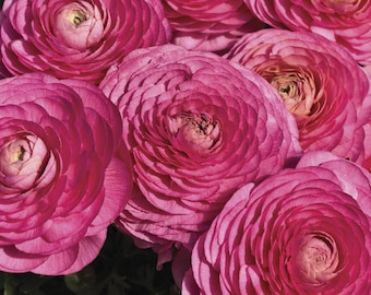 Ranunculus Seeds Magic Rose 25 Seeds Flower Seeds