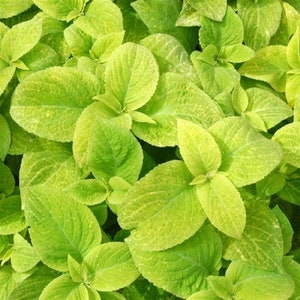 Pelleted Coleus Seeds Wizard Golden 50 thru 500 Pelleted Seeds Bulk Seeds