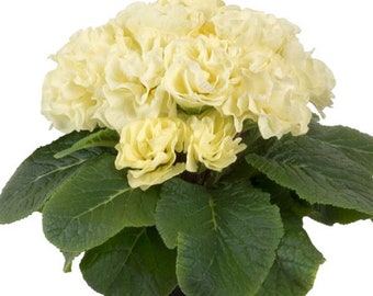 Primula Seeds Paradiso Double Lime 25 seeds