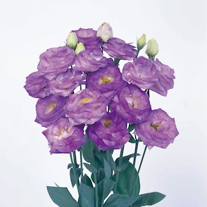 Floral Lisianthus Seeds Rosita #2 Blue Flash 25 Pelleted Seeds garden flower gift, double flowers