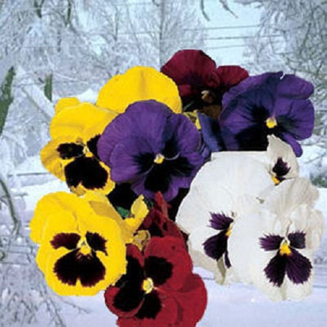 Snow Pansy Seeds 50 Snow Pansy Mix Seeds Snowpansy Etsy