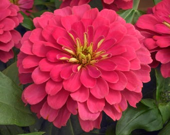 Flowers 25 Zinnia Seeds Zinnia Magellan Coral Zinnias Seed Packets