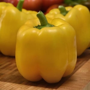 25 Trailblazer Pepper Seeds Yellow Bell Pepper F1 Hybrid Garden Seeds