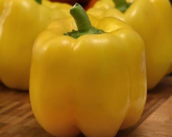 25 Trailblazer Pepper Seeds Yellow Bell Pepper F1 Hybrid Garden Seeds