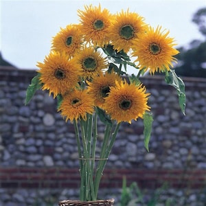 【関税込み】ELLISS オレンジ Sunflower ジーンズ Sunflower Sunrich Orange DMR F1 Seed – Harris Seeds