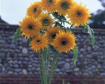 50 Sunflower Seeds Double Quick Orange F1 Variety