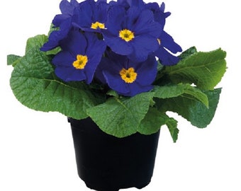 Primula Seeds Primula Paradiso Early Blue 50 Primrose Seeds