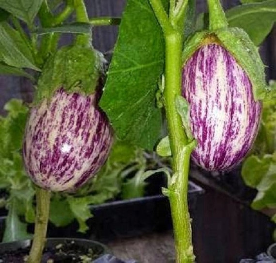 Eggplant Seeds 50 Seeds Shooting Stars Striped Egg Plant Etsy