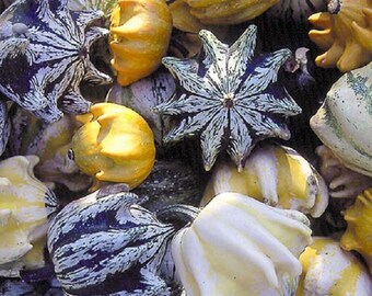 MPB#6 Ten Commandments Gourd Seeds Crown Of Thorns 25 thru 200 Seeds