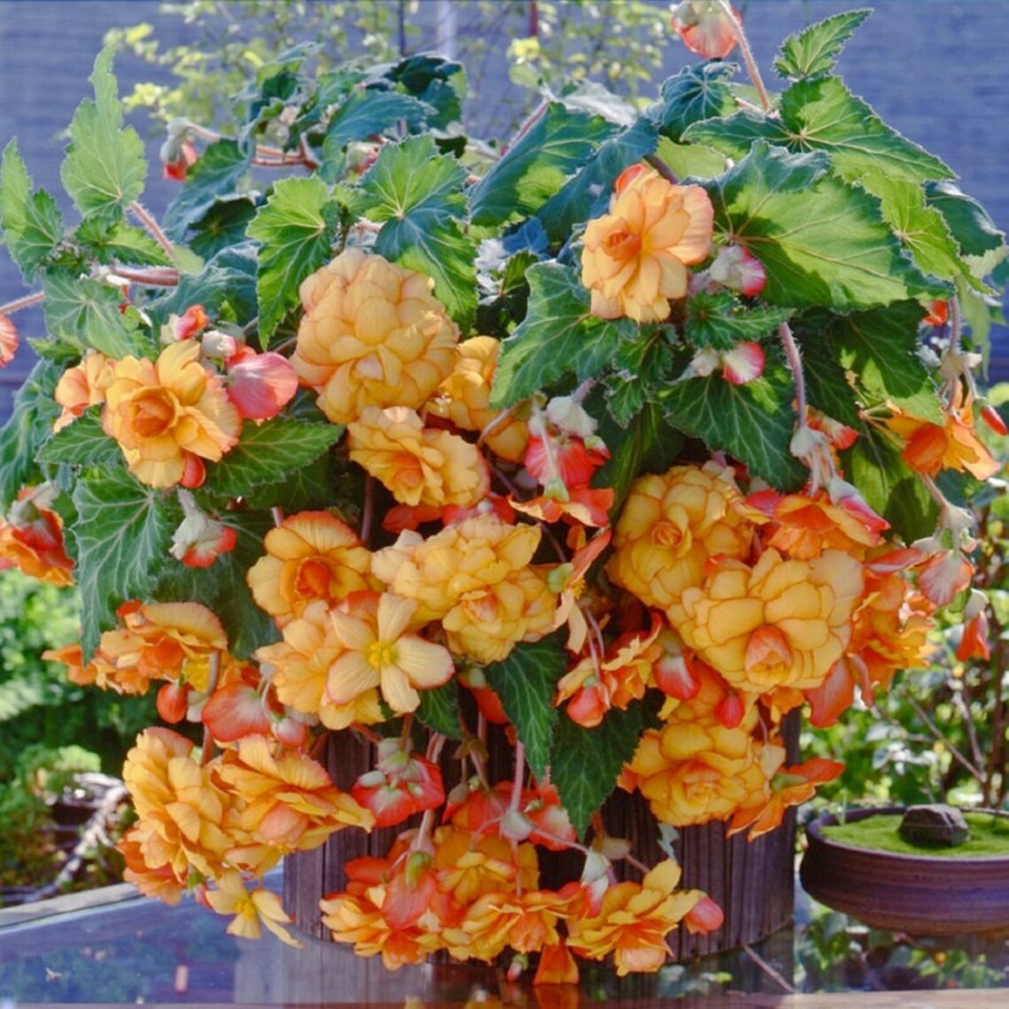 Begonia Seeds Begonia Sun Dancer Yellow Red Picotee 15 Etsy