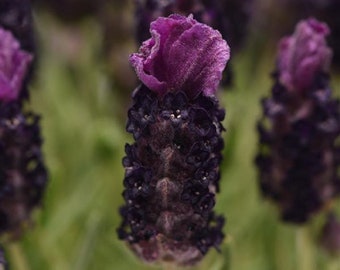 Lavandula Seeds 25 Lavender Bandera Deep Purple Spanish Lavender Seeds