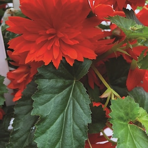 Flower Seeds Begonia Seeds Funky Scarlet 15 Pelleted Seed