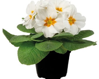 Primula Seeds Primula Paradiso Early White 50 Primrose Seeds