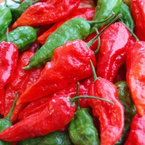 25 Hot Pepper Seeds Bhut Jolokia Red Seeds Ghost Pepper Garden Seeds