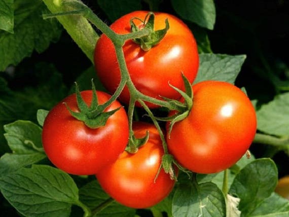 Tomato Seeds 200 Bulk Sungold Tomato Seeds Sun Gold
