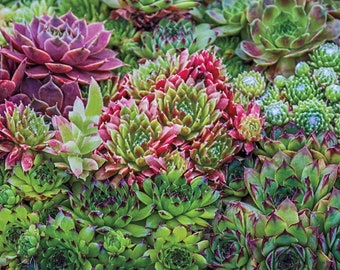 MPB#8 Sempervivum Hens And Chicks Hardy Mix 50 Pelleted Seeds Hens Chicks Seeds Sedum Seeds