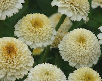 Flower Seeds 25 Zinnias Seeds Zinnia Zinderella White Flowers Plant Seeds