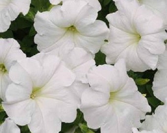 BIN#1R7D2 Super Cascade White Petunia Seeds 50 Pelleted Seeds