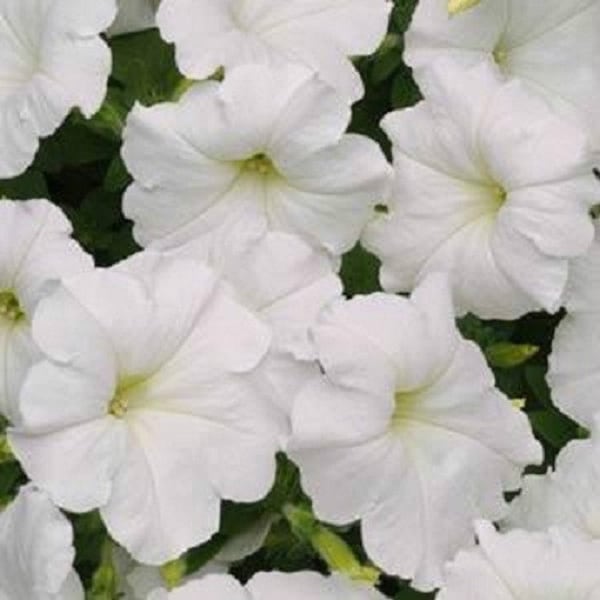 BIN#1R7D2 Super Cascade White Petunia Seeds 50 Pelleted Seeds