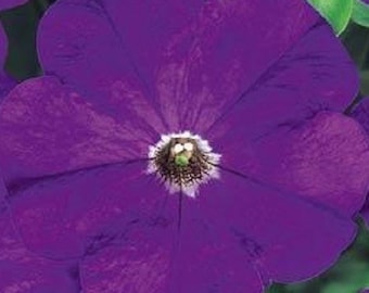 50 Seeds Pelleted Petunia Carpet True Blue