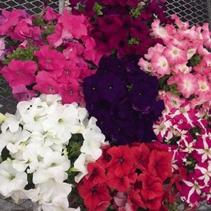 BIN#2R7D4 Petunia Seeds Success Mix Maxi 25 Pelleted Seeds Trailing Petunia