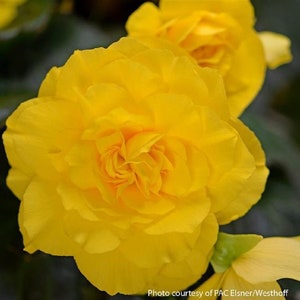 Begonia Seeds Begonia Prism Lemon Yellow 15 Pelleted Seeds Tuberous Begonia
