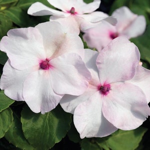 Flower Seeds 50 Impatiens Seeds Accent Premium Bright Eye Flowers