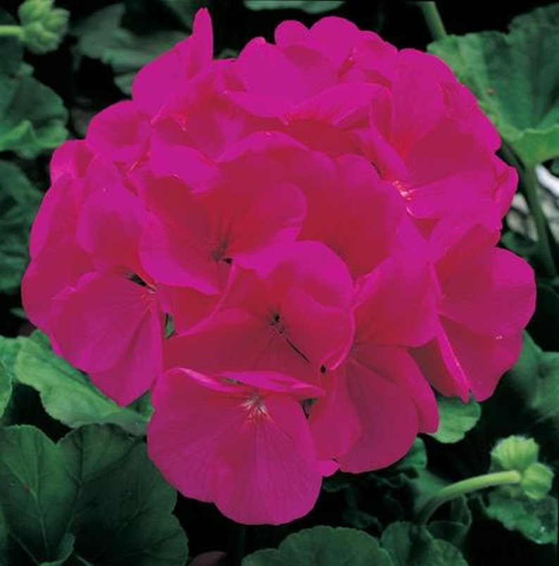 100 bulk geranium seeds for sale Maverick Violet Etsy