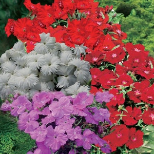 Dianthus Seeds 25 Pelleted Seeds Dianthus Diana Select Mix