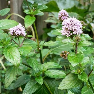 MPB#11 Peppermint  Seeds Herb Seeds 100 thru 2,000 seeds Mentha Piperita