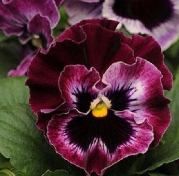 Pansy Seeds Frizzle Sizzle Blue 50 FLOWER SEEDS