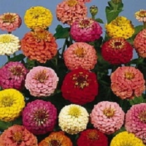 500 Seeds Zinnia Lilliput Mixture Flower Seeds