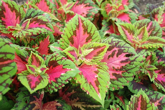 200 Coleus Seeds Jazz Rose Plant Seeds BULK SEEDS