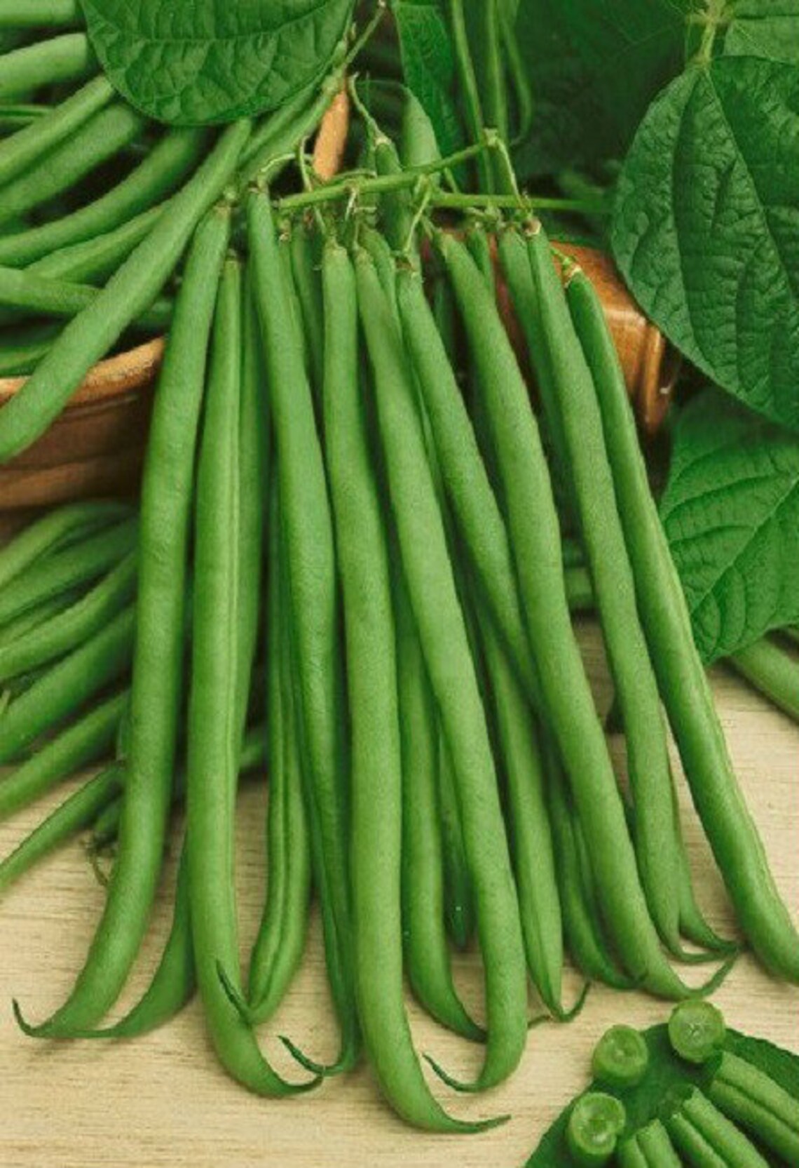 50 Bean Seeds Bush Bean Top Crop Garden Seeds Etsy