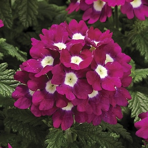 BIN#1R3D5 Verbena Seeds Tuscany Burgundy With Eye Verbena 25 Seeds
