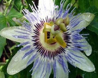 50 Seeds Passion Flower Passion Vine Seed (Passiflora Caerulea)