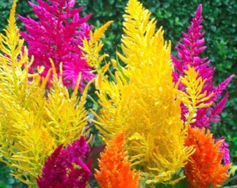 Celosia Seeds 50 Seeds Celosia Pampas Plumed Mix