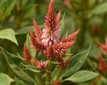 Celosia Seeds 25 Pelleted Seeds Celosia Celway Terracotta Cockscomb Seeds