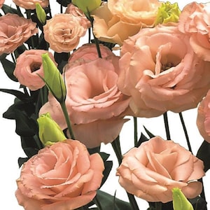 25 Pelleted Cut Flower Seeds Lisianthus Seeds Arena 3 Apricot Garden Flowers, Flower Seeds